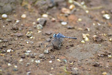insect, Bug, Diplacodes trivialis, Chalky Percher, Diplacodes trivialis is small dragonfly with bluish eyes and greenish-yellow or olivaceous thorax and abdomen with black marks. In very old adults, t