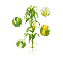 Clip art illustration of corn stalk, detailed vector of fresh ripe corn plant - 380915622