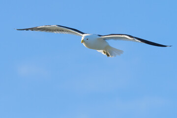 Kelp Gull in Flight