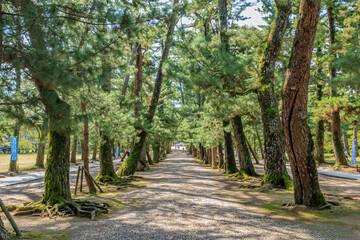 出雲大社　参道　島根県出雲市　
Izumo Taisha Approach Shimane-ken Izumo city