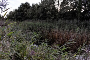 Dull Irish Canal