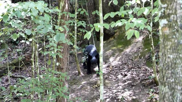 Wild black bear walks down the forest sniffing the wind behind the trees.