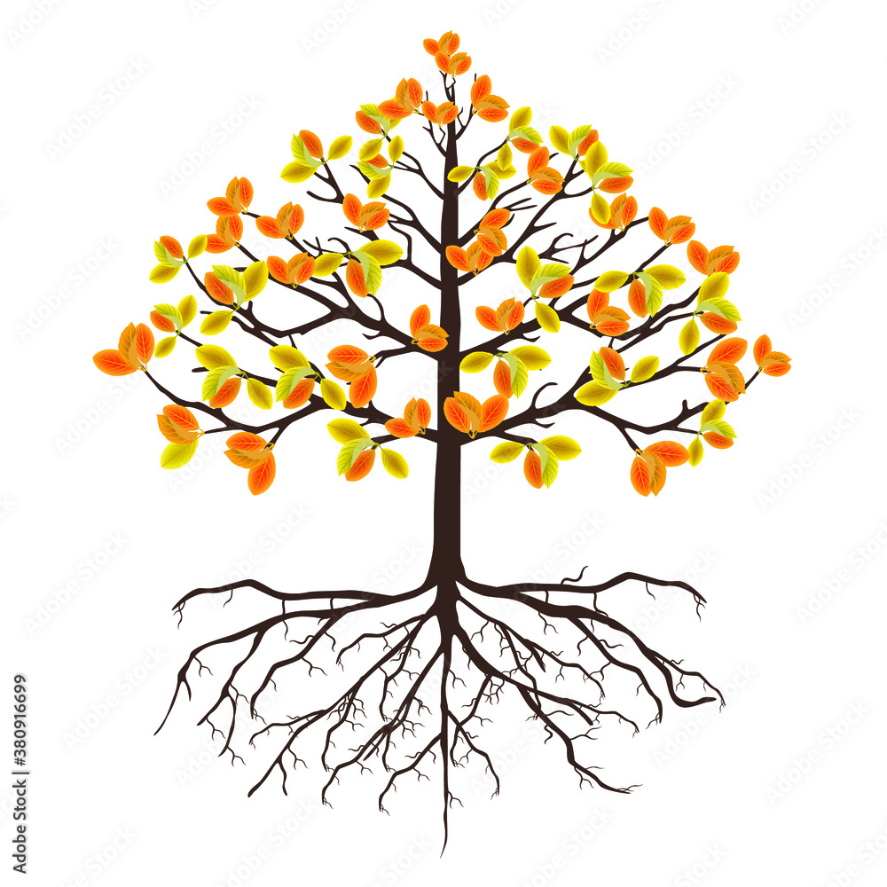 Canvas Prints autumn tree with roots and leaves on a white background.