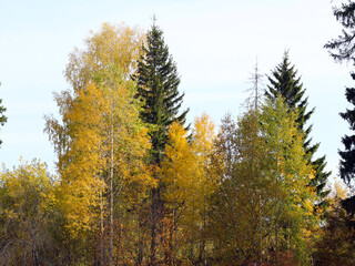 Collection of Beautiful Colorful Autumn Leaves