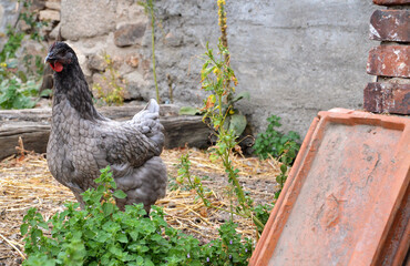 Beautiful grey chicken , in a hen house or chicken coop © jpr03