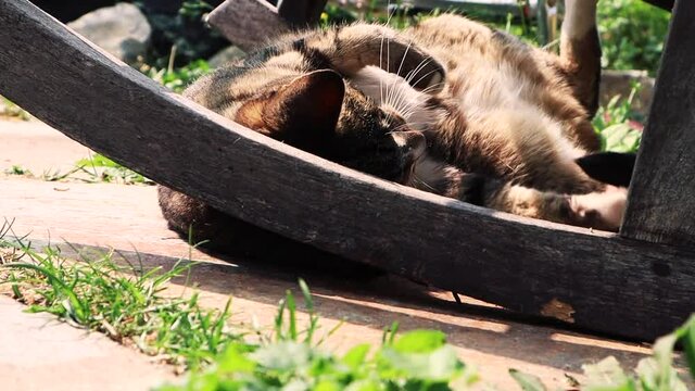 kitten outside under rocking chair playing with her tail