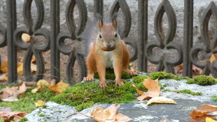 Squirrel holding a nut