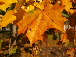 Golden maple leaf in detail and close-up against a background of golden autumn foliage in golden sunlight.