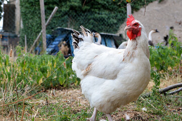 Beautiful white hen, in a hen house or chicken coop