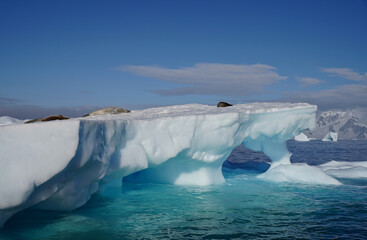 seal on ice floe in antarctica