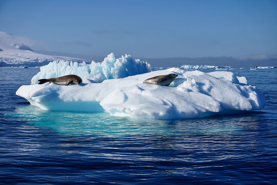 seal on ice floe in antarctica