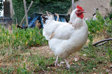 Beautiful white hen, in a hen house or chicken coop