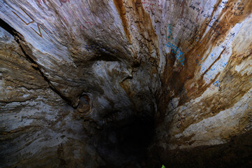 inside an old oak