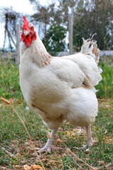 Beautiful white hen, in a hen house or chicken coop