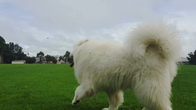 Following along with a Samoyed dog running on a field with others in background