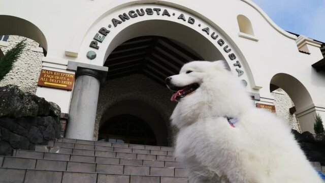 A Samoyed dog sitting on some steps in front of an arch way