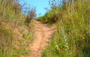 Sandy path going up in the meadow. Thorny way.  