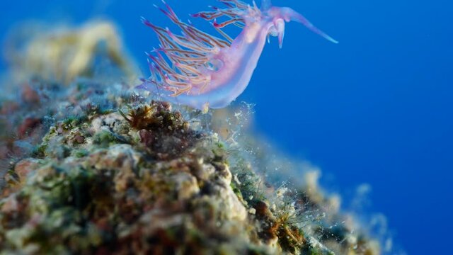 nudibranch flabellina nudi branch nudybranch  underwater slug ocean scenery