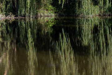 long hanging branches of a willow reflected on the surface of the river