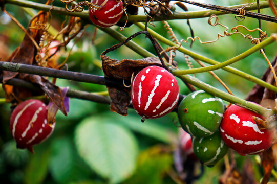 Native Bryony or Striped cucumber (Diplocyclos palmatus)