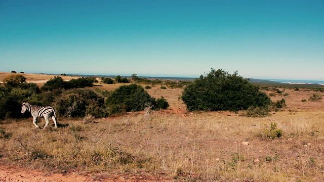 footages from south africa, wild animals taken in 2018