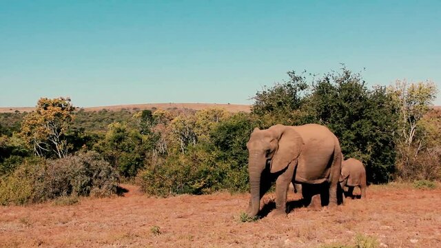 footages from south africa, wild animals taken in 2018