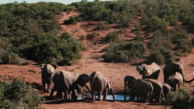 footages from south africa, wild animals taken in 2018