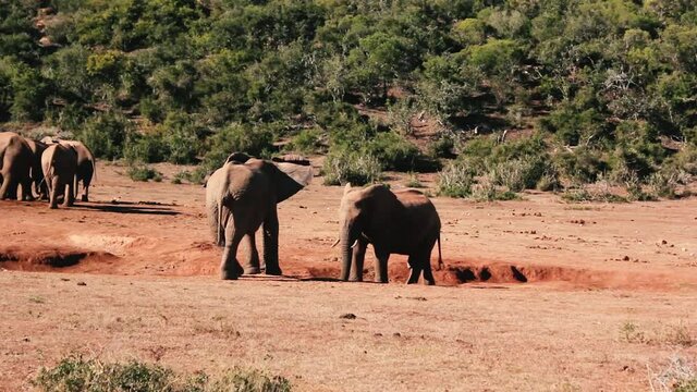 footages from south africa, wild animals taken in 2018