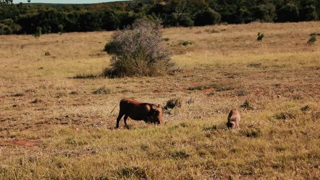 footages from south africa, wild animals taken in 2018
