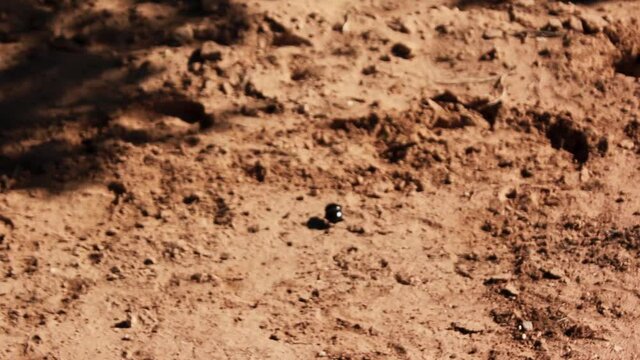 footages from south africa, wild animals taken in 2018