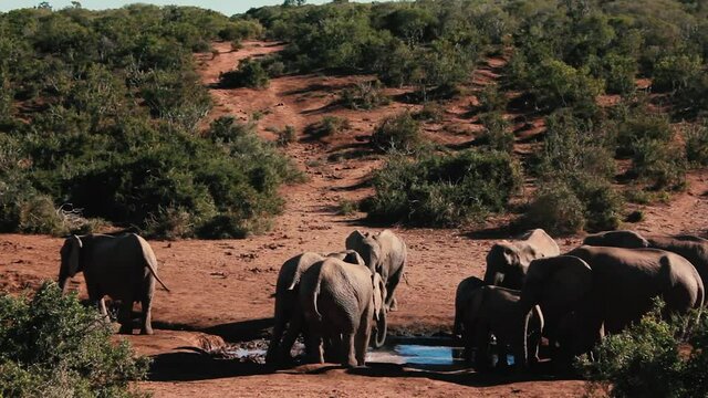 footages from south africa, wild animals taken in 2018