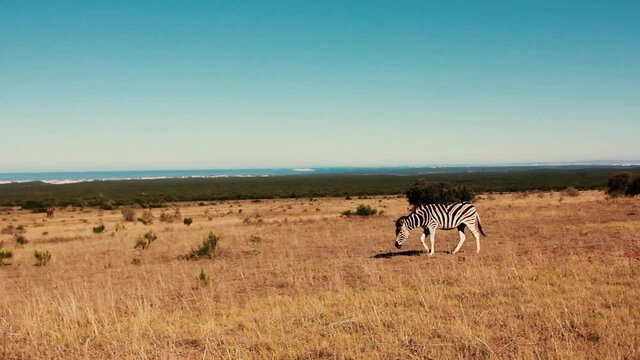 footages from south africa, wild animals taken in 2018