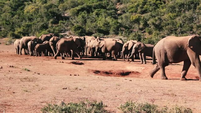footages from south africa, wild animals taken in 2018