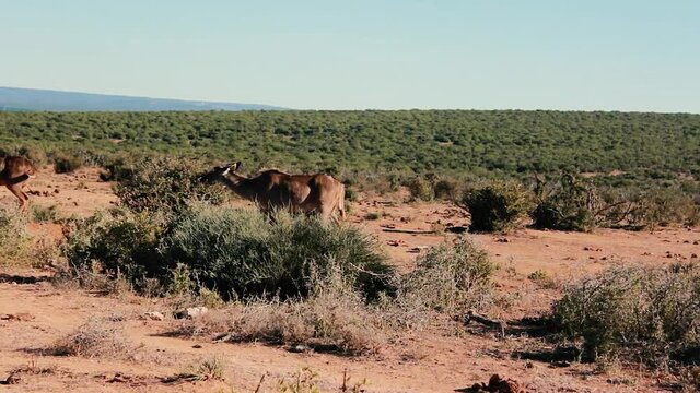 footages from south africa, wild animals taken in 2018