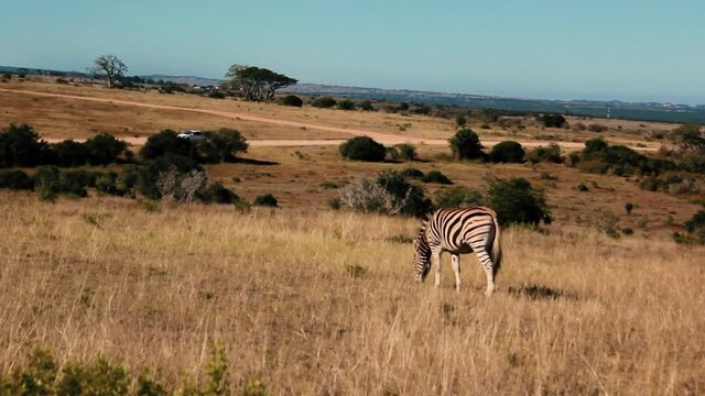 footages from south africa, wild animals taken in 2018
