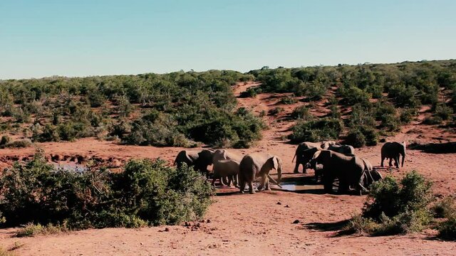 footages from south africa, wild animals taken in 2018