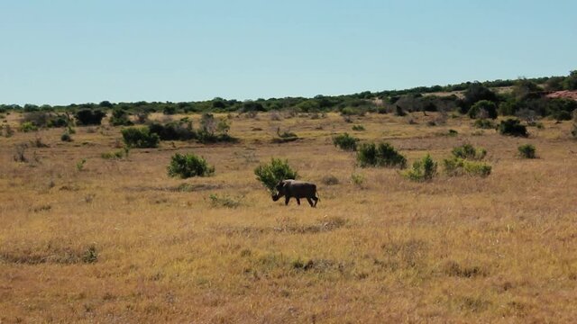 footages from south africa, wild animals taken in 2018