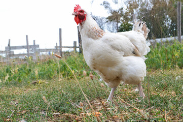 Beautiful white hen, in a hen house or chicken coop