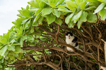 コンドイ浜の猫