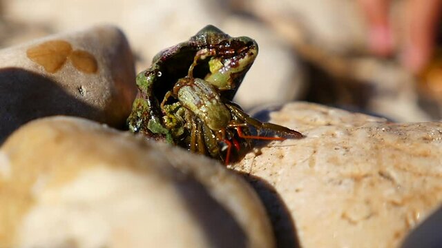 paguro che si muove su una pietra