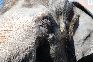 Asian female elephants beg for food at a zoo in Liaoning, China
