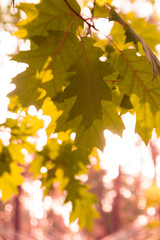 Blurred background of leaves with sunlight. Fall season in the forest. Selective focus.	