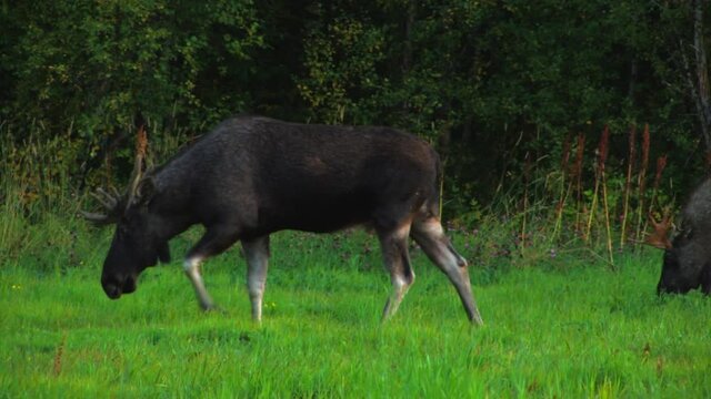 CLOSE UP view of moose in a green pasture grazing. One of the animals looks in to the camera.