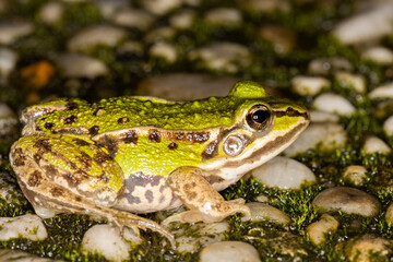 Bright green juvenile European Green close up full body shot on mossy tiles