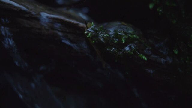 Water flowing over rocks and moss