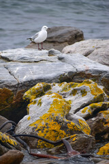 Seagull standing on rocks in the ocean, Boulders Beach, Cape Town, South Africa
