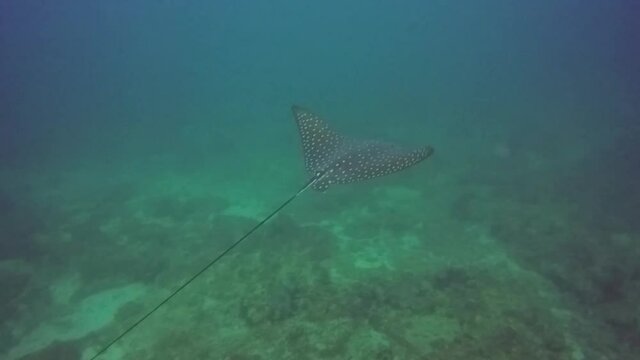 An eagle ray swimming on a dive in the Philippines.