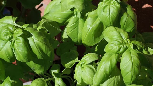 basil plant (Basilicum)