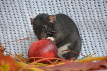 Black autumn rat
