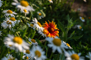 Nice summer field flowers under the evening sun nature weather